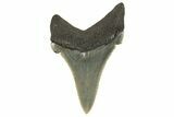 Serrated Angustidens Tooth - Megalodon Ancestor #295736-1